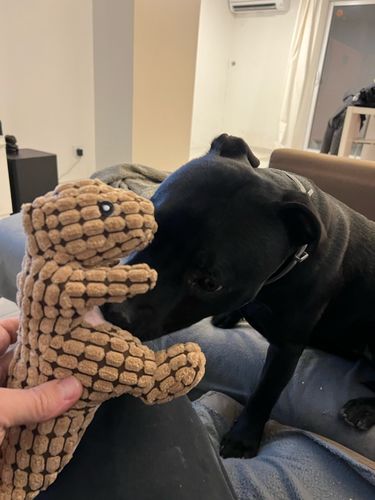 Customer photo review of Indestructible® Toy - Uforgængelig Plys Dinosaur Legetøj