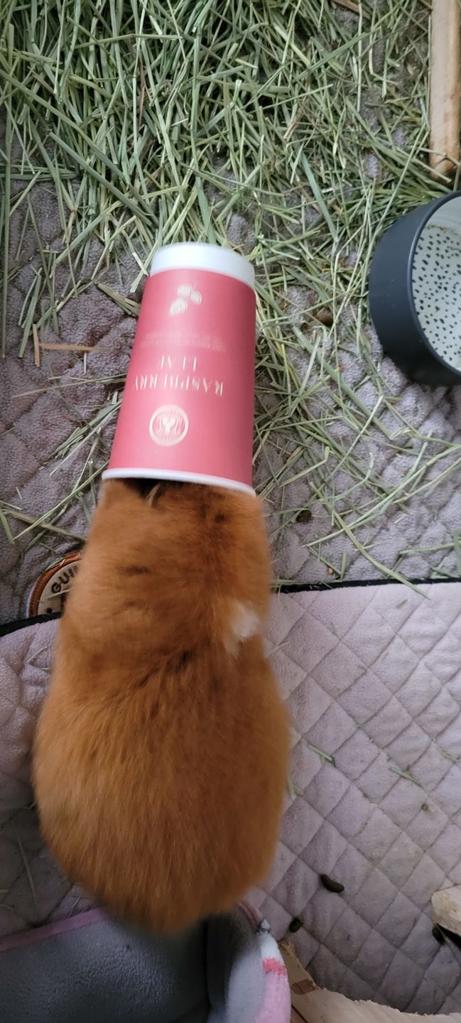 Customer photo review of Raspberry Leaf Treat Cup