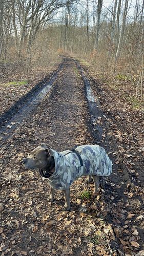 Customer photo review of Visibility Winter Jacket Camo for Dogs