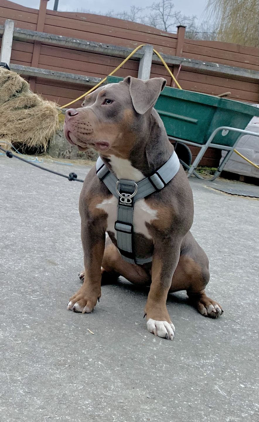 Customer photo review of TRI-Harness® | Anti-Pull, Adjustable & Durable - Dog Trainers Choice - Metal Grey v2.0