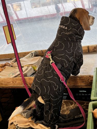 Customer photo review of Winter Suit for Dogs