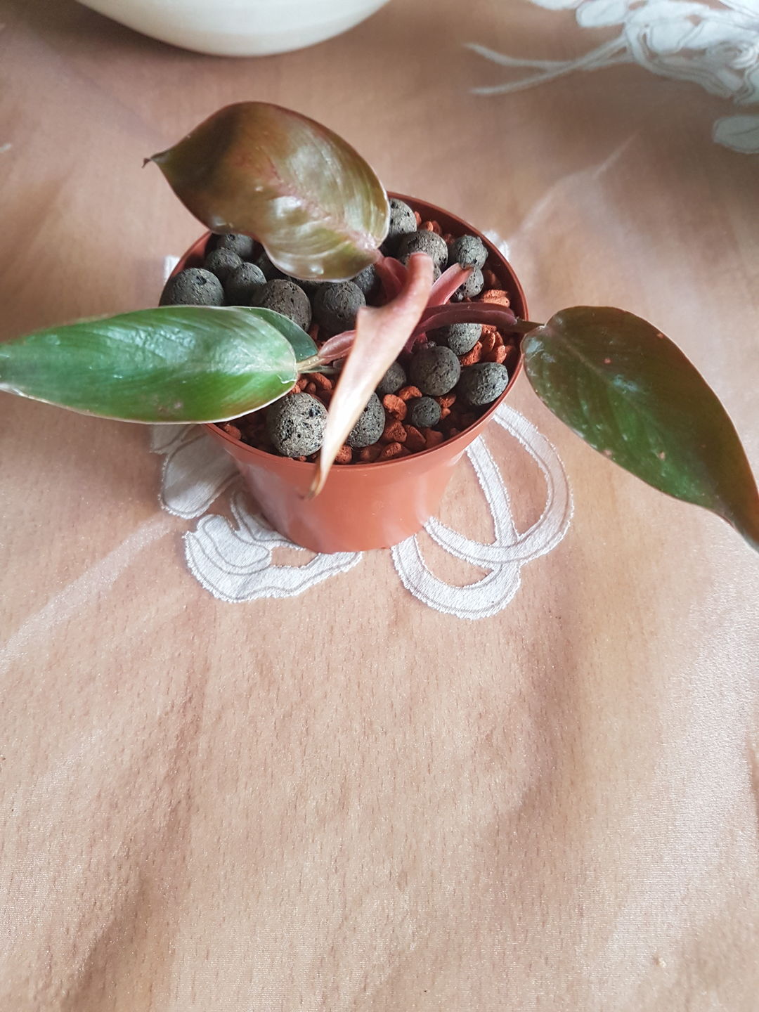 Customer photo review of PHILODENDRON PRINCE OF ORANGE