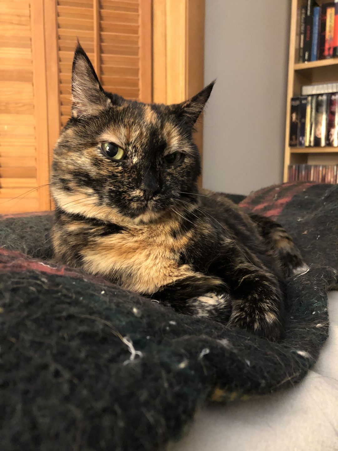 Customer photo review of Royal Canin Veterinarian Diet - Urinary SO Aging 7+ Calm Cat
