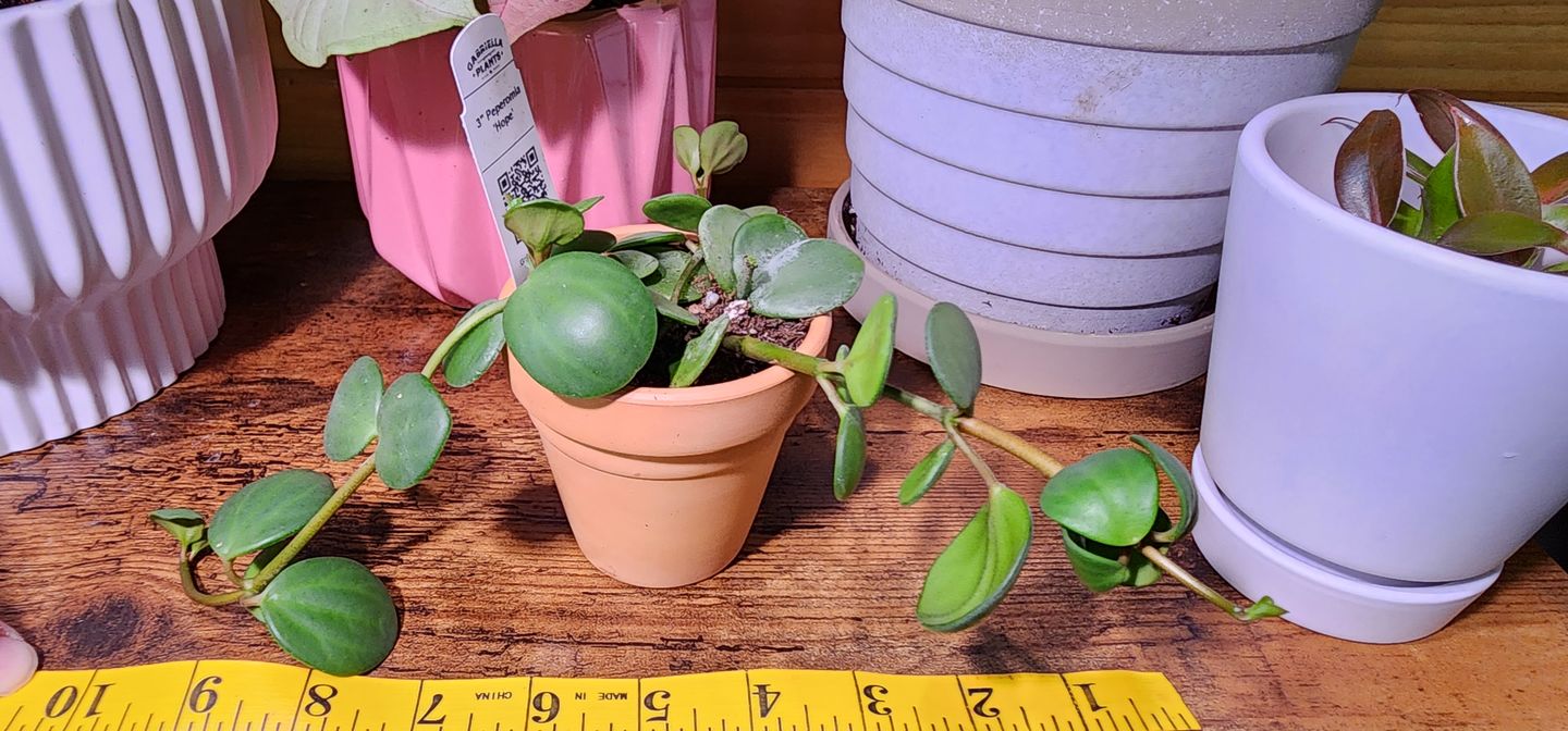 Customer photo review of 3" Peperomia 'Hope'