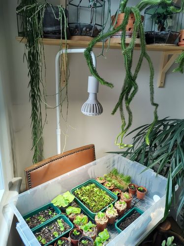 Customer photo review of Pianta Grow Light and Adjustable Floor Lamp Bundle