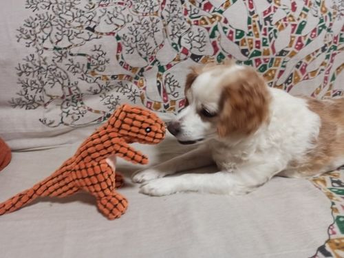 Customer photo review of Copy of Indestructible® Toy - Uforgængelig Plys Dinosaur Legetøj