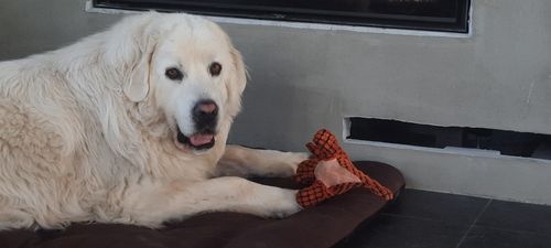 Customer photo review of Copy of Indestructible® Toy - Uforgængelig Plys Dinosaur Legetøj