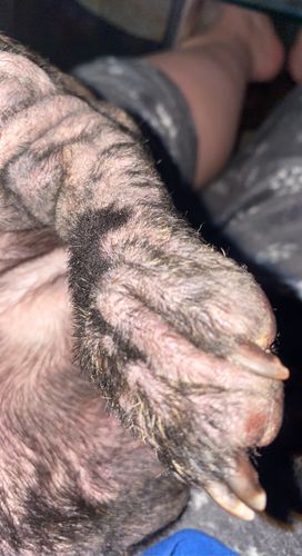 Customer photo review of Rituel de soin purifiant à usage vétérinaire