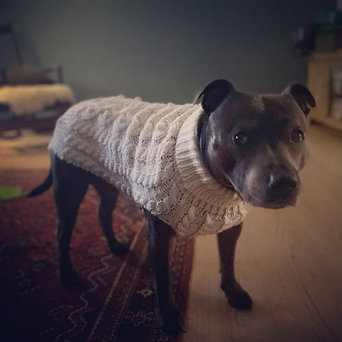 Customer photo review of Handmade Knit Sweater White for Dogs