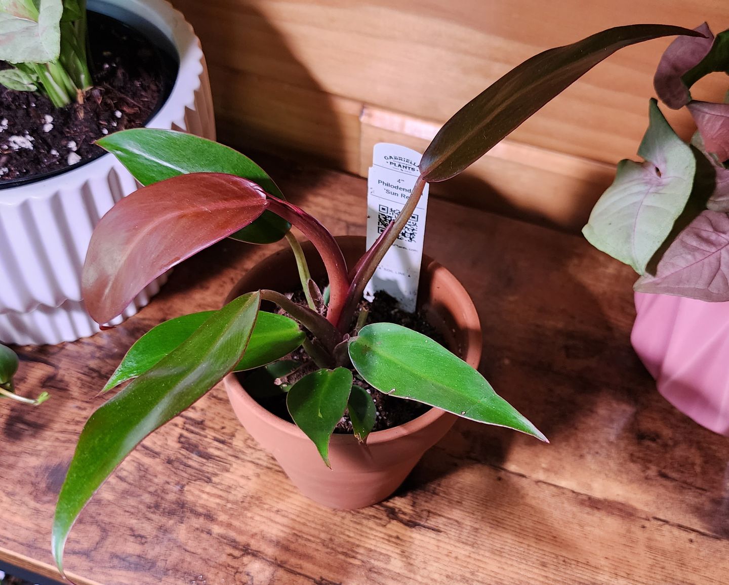 Customer photo review of 4" Philodendron 'Sun Red'