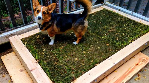 Customer photo review of DogHealth™ Rumsrensträningsspray För Hundar