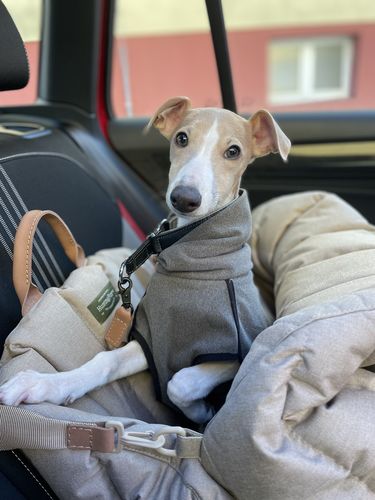 Customer photo review of Car seat for dogs beige