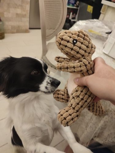 Customer photo review of Indestructible® Toy - Uforgængelig Plys Dinosaur Legetøj -