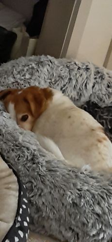 Customer photo review of PaWz Removable Cover Calming Pet Bed