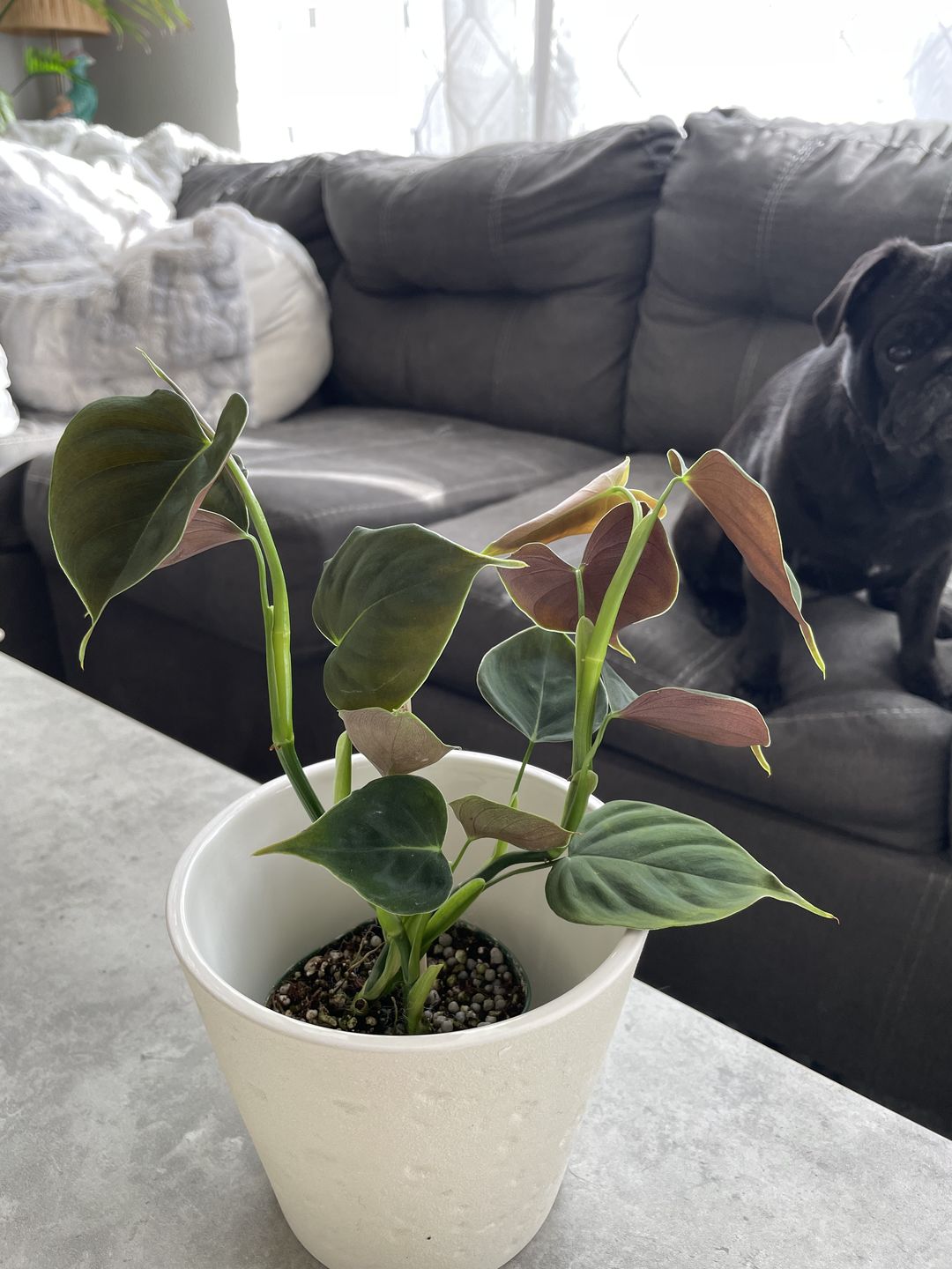 Customer photo review of 3" Philodendron lupinum