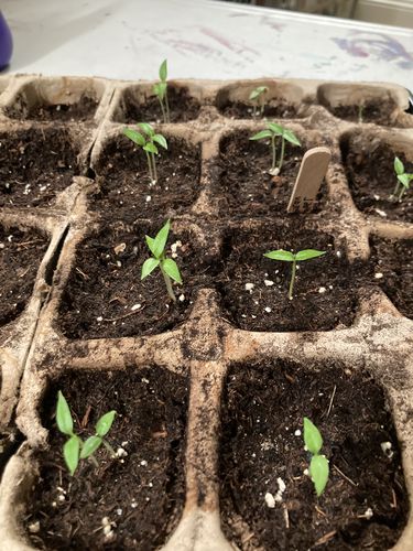 Customer photo review of Carolina Reaper Seeds