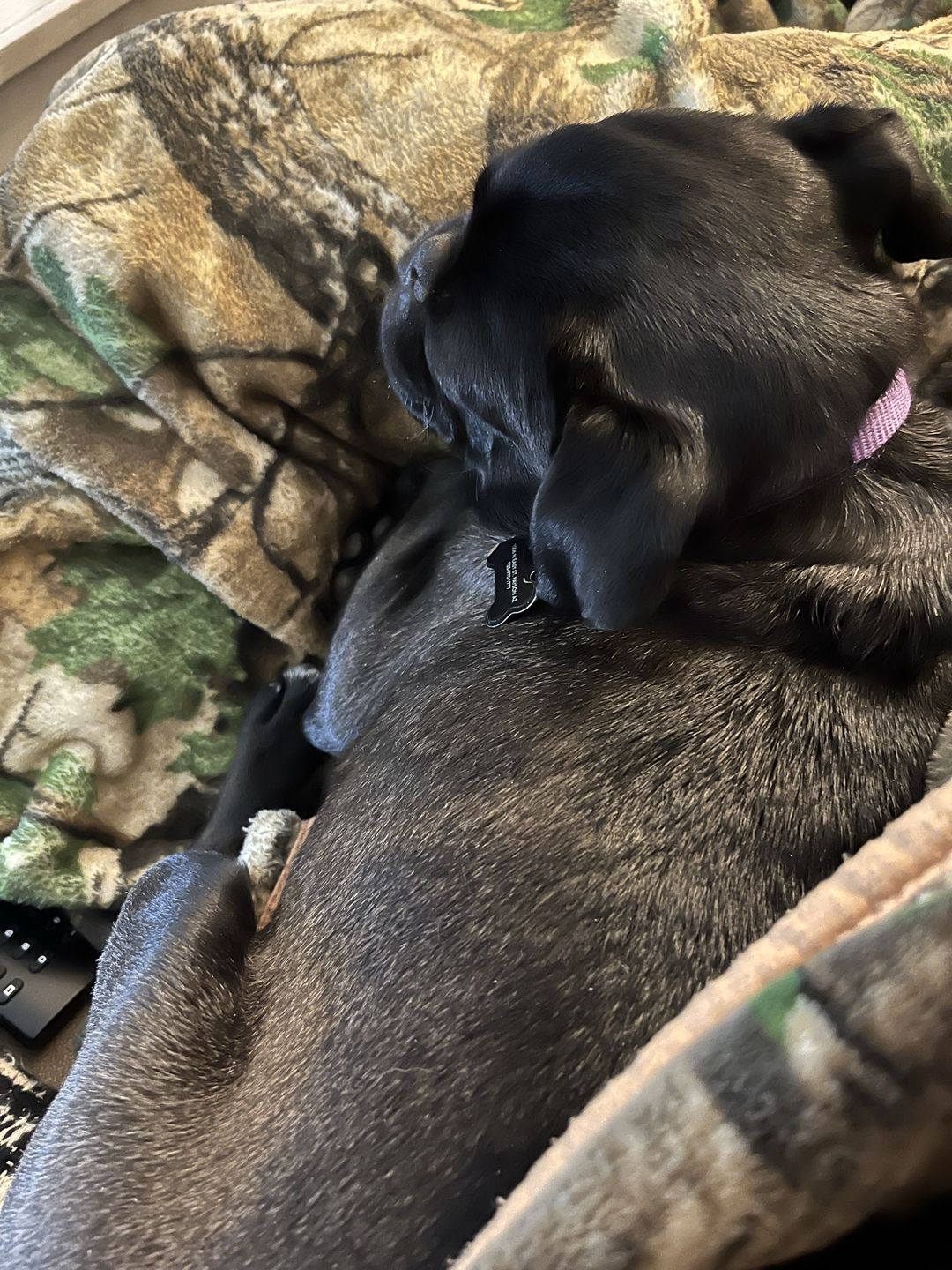 Customer photo review of Small Elk Chew