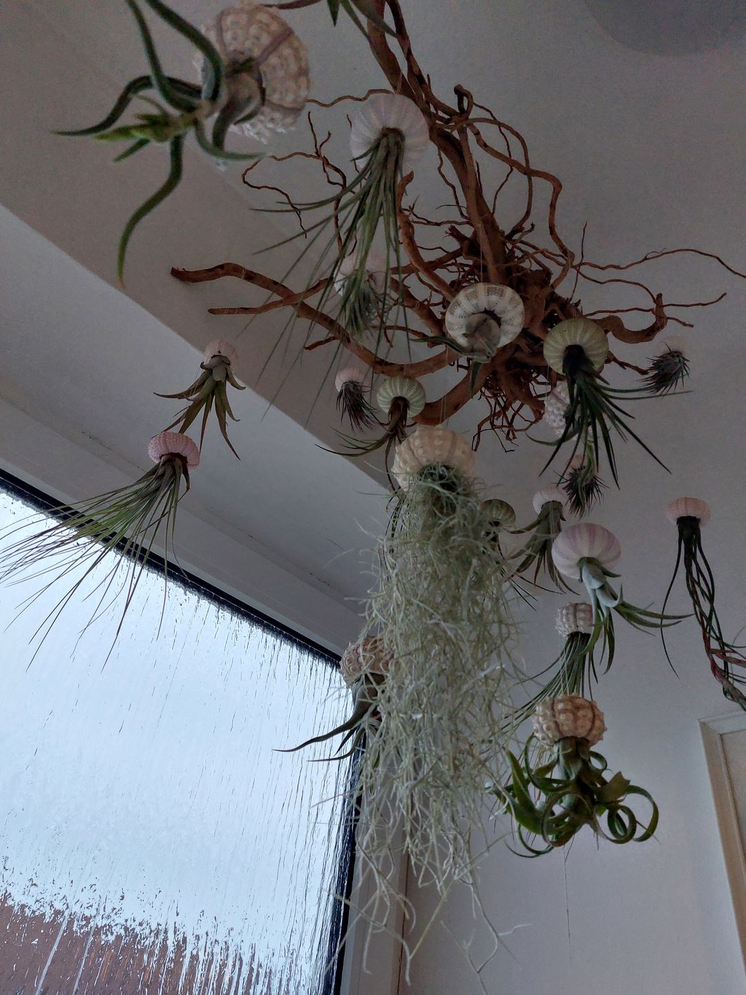 Customer photo review of Tillandsia butzii