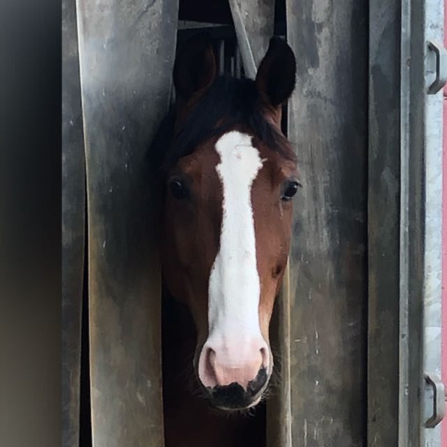 Customer photo review of Kristallkraft Brave Horse