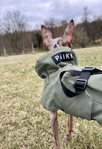 Customer photo review of Visibility Winter Jacket Green for Dogs
