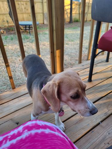 Customer photo review of Pink