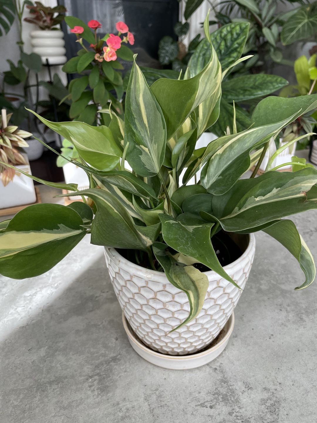 Customer photo review of 4" Philodendron hederaceum 'Rio'