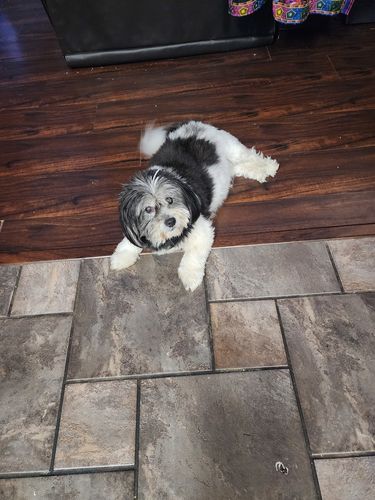 Customer photo review of Advanced Hip and Joint Supplement for Dogs With Glucosamine, Chondroitin, MSM, & Organic Turmeric - 120 Count