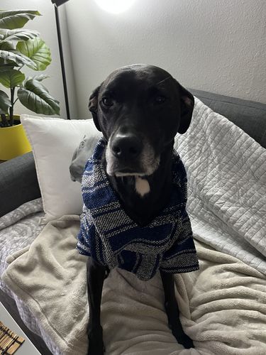 Customer photo review of Playa Poncho - Surprise Color