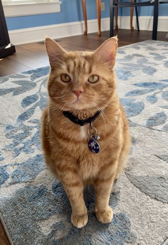 Customer photo review of Astro Cat