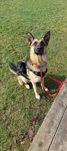 Customer photo review of Classic Heavy-Duty Tactical No-Pull Team K9™ Dog Harness With Front & Back D-Rings, Quick-Release Metal-Buckles, Hook & Loop Panels, & Top Handle