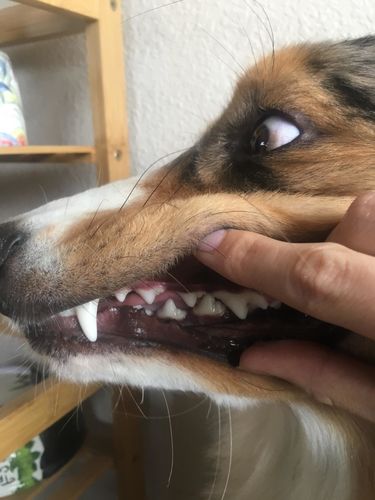 Customer photo review of OralSpray™ Fräsch Andedräkt För Hundar