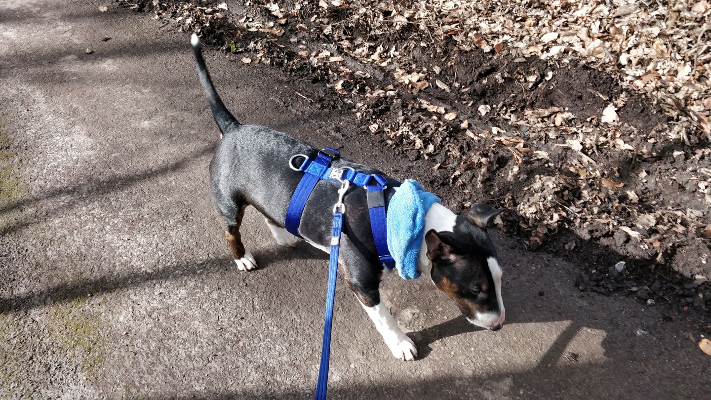 Customer photo review of TRI-Harness® | Anti-Pull, Adjustable & Durable - Dog Trainers Choice -  Blue v2.0