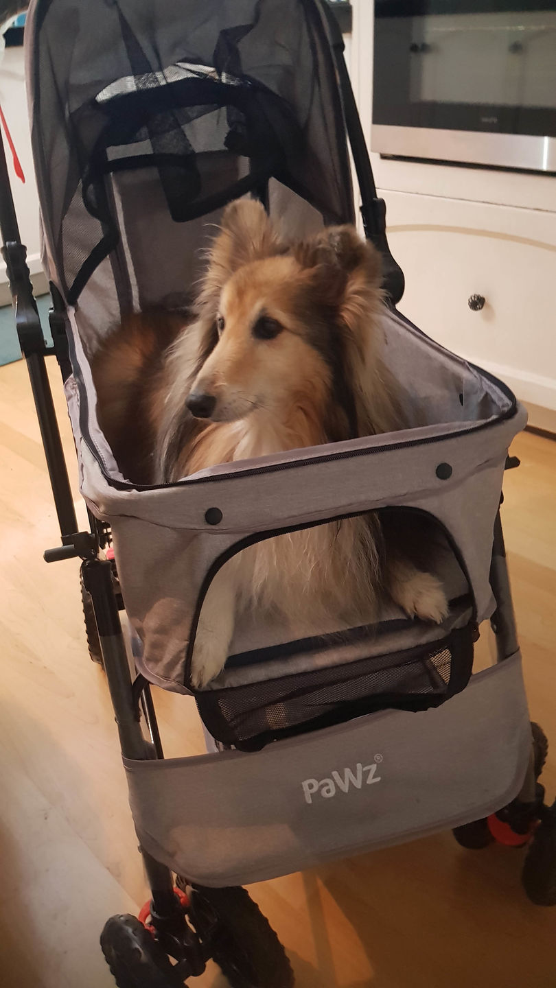 Customer photo review of PaWz Pet Dog Stroller Pram