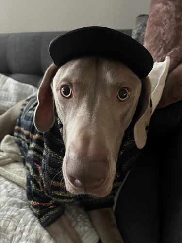 Customer photo review of Dog Hat - Trucker Hat For Pets