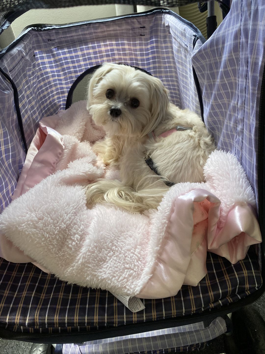 Customer photo review of PaWz 4 Wheels Pet Stroller with Detachable Basket