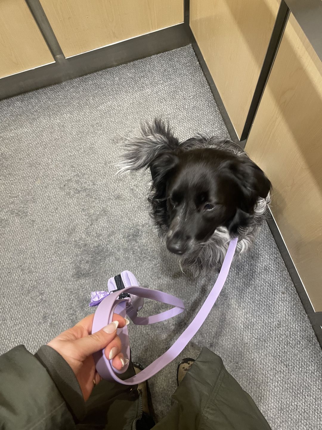 Customer photo review of Solace Weatherproof Leash