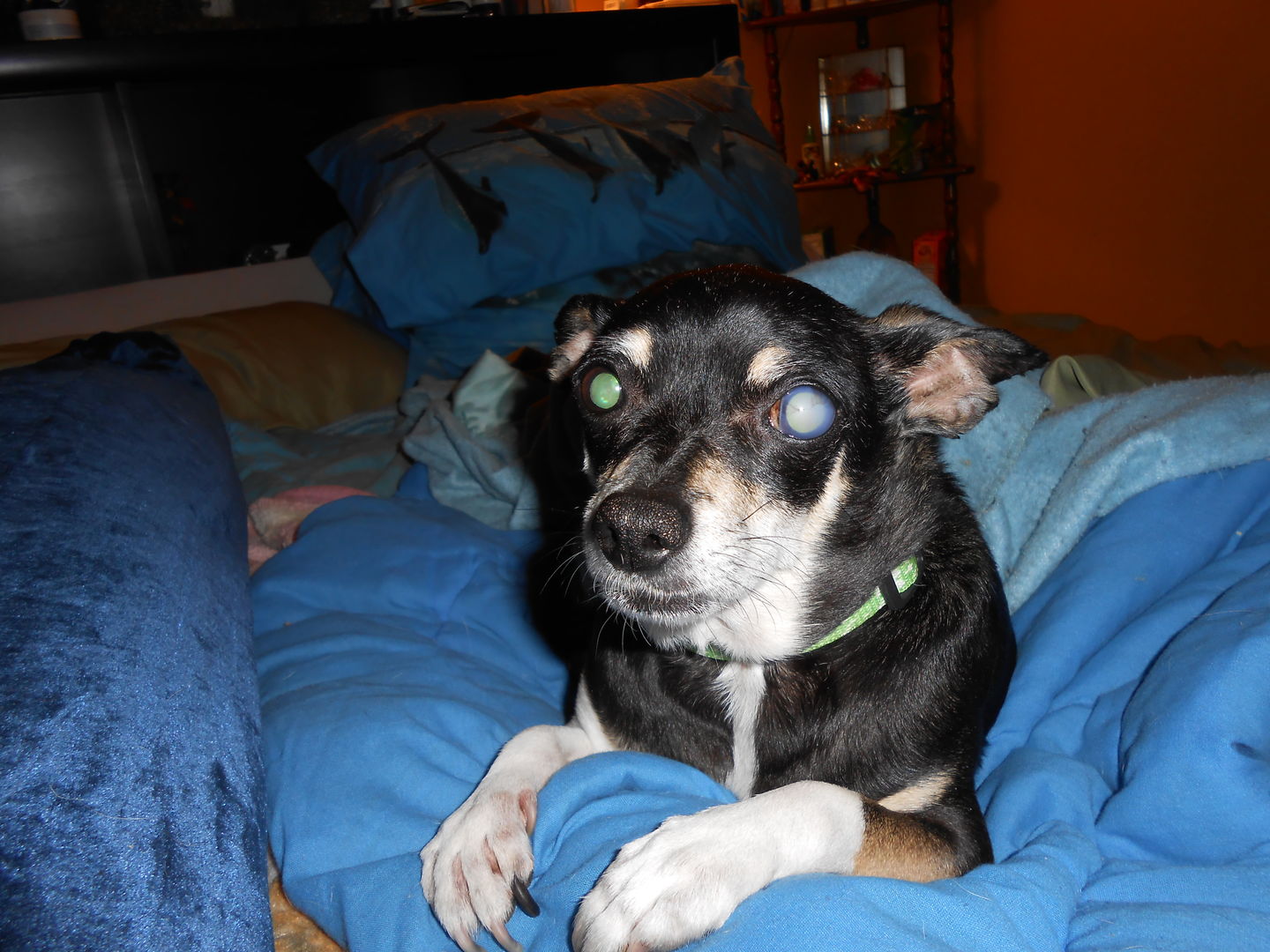 Customer photo review of WALK-EASY® Joint and Hip Pain Relief for Dogs and Cats