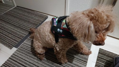 Customer photo review of Petcanva® オーダーメイド犬用ハーネス