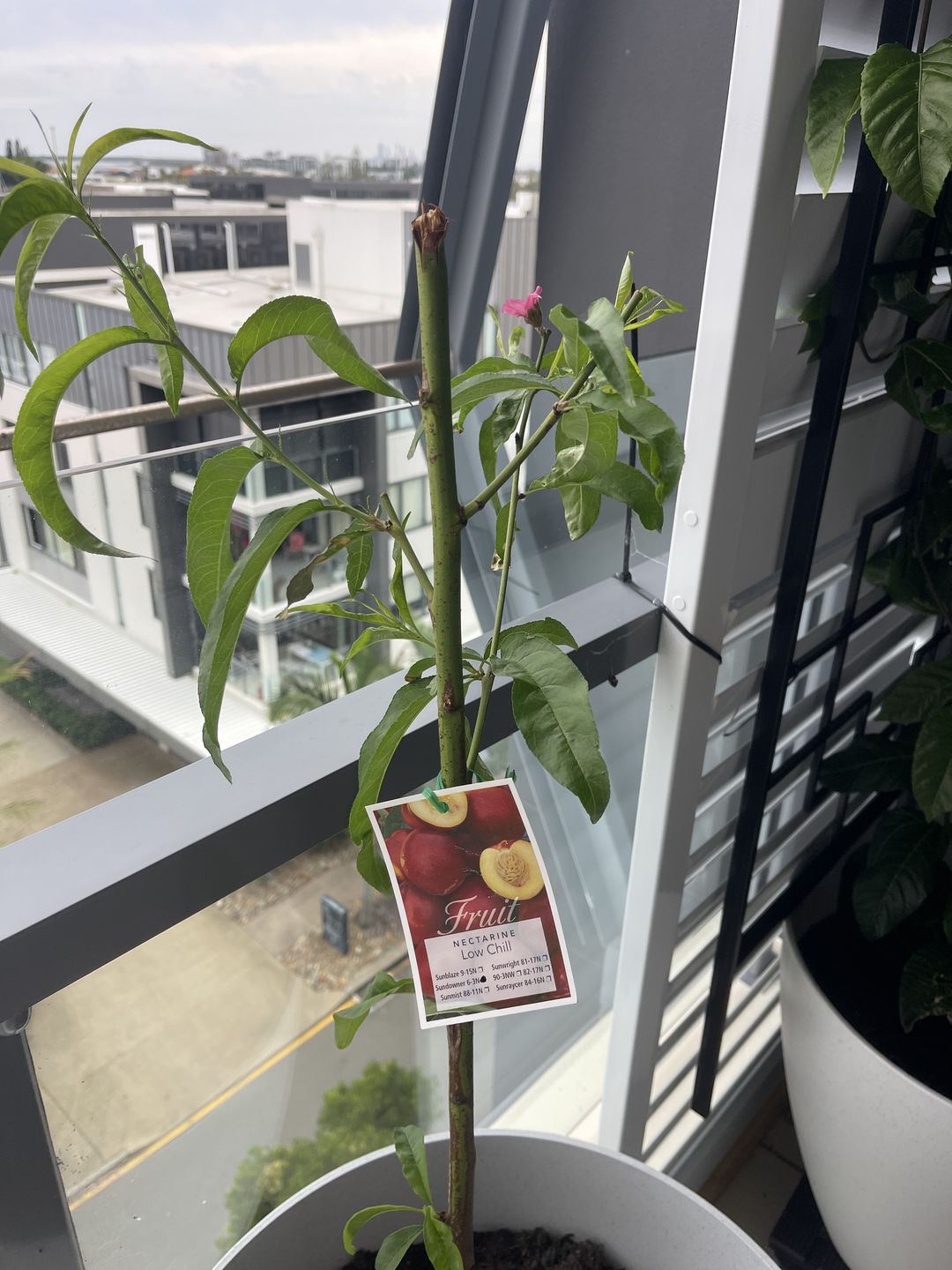 Customer photo review of Nectarine - Sundowner