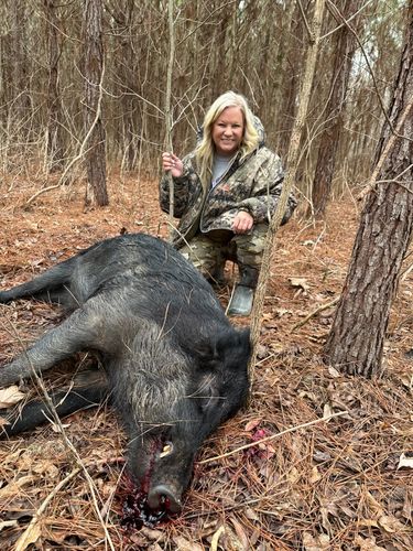 Customer photo review of Pig Brig Trap System