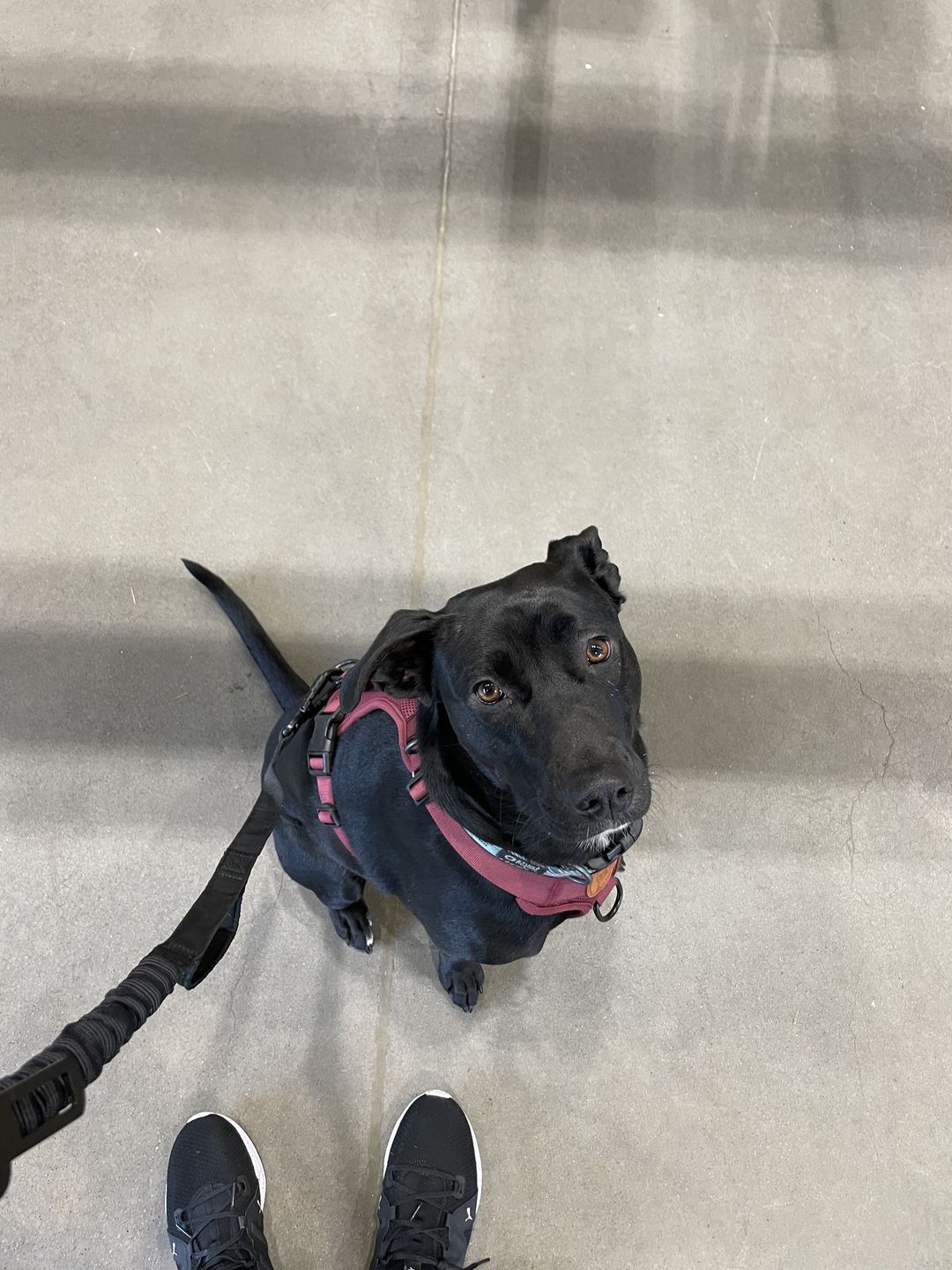 Customer photo review of Voyager Bungee Leash