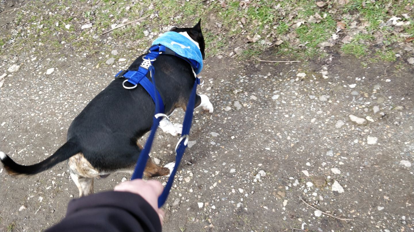 Customer photo review of Double Ended Training Lead | All Breeds - Durable & Soft 2m Lead - Blue