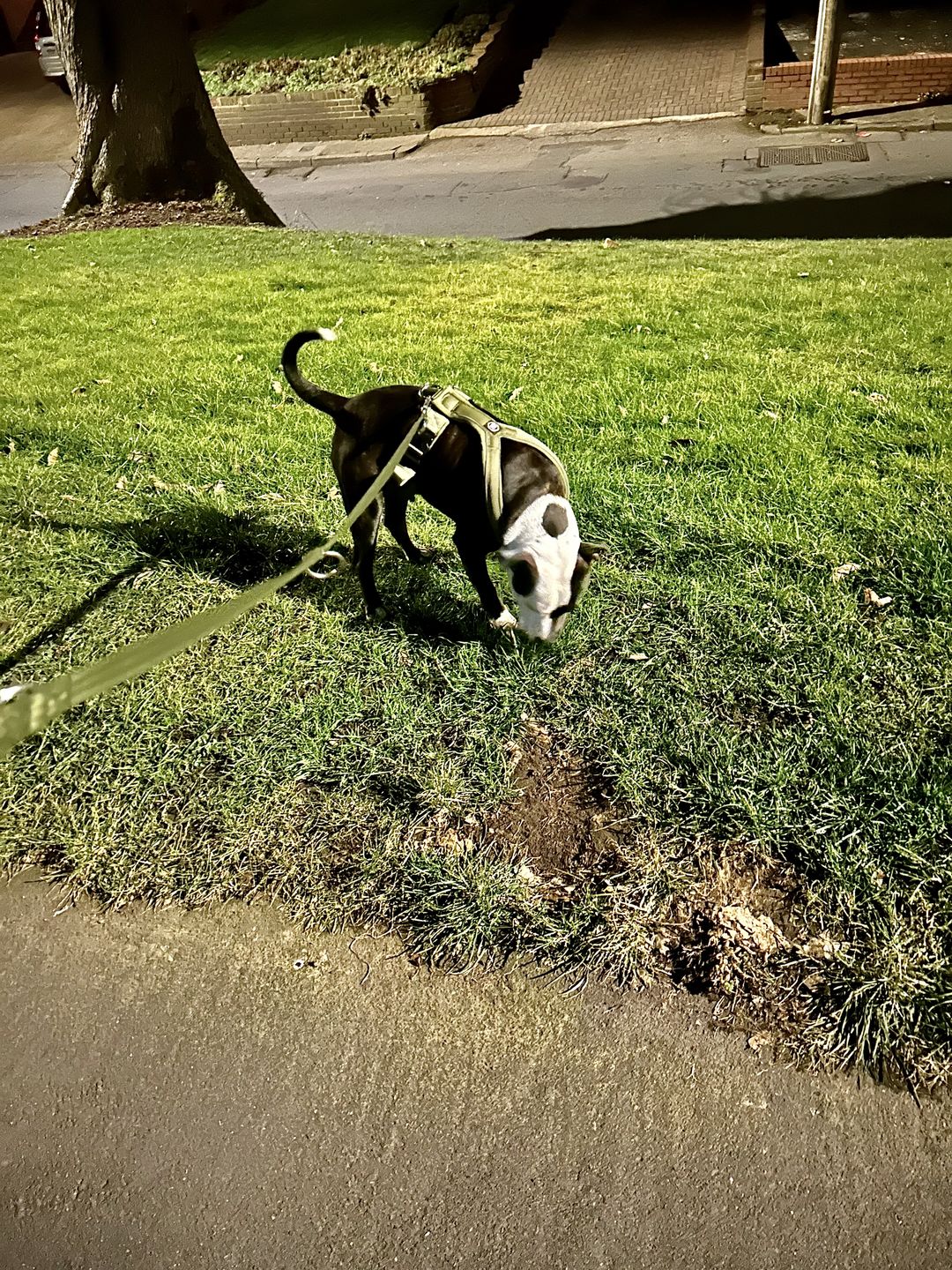 Customer photo review of RR - Slip on Padded Comfort Harness | Non Restrictive & Reflective - Khaki