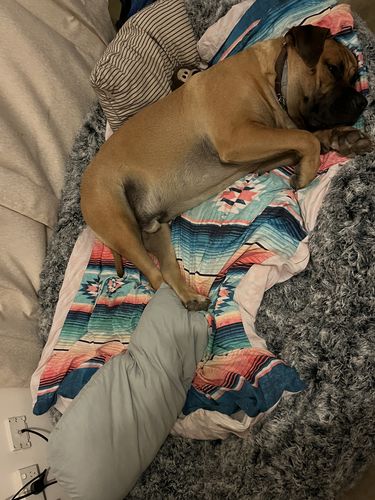 Customer photo review of The Human Size Nap Bed