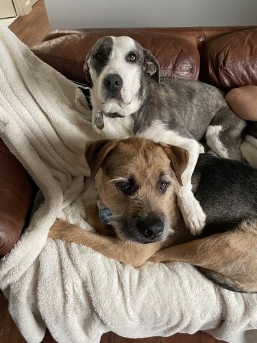 Customer photo review of 12 Inch Monster Bully Sticks