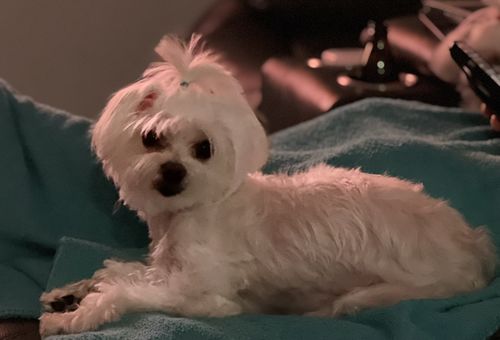 Customer photo review of Pet Pampering Spray