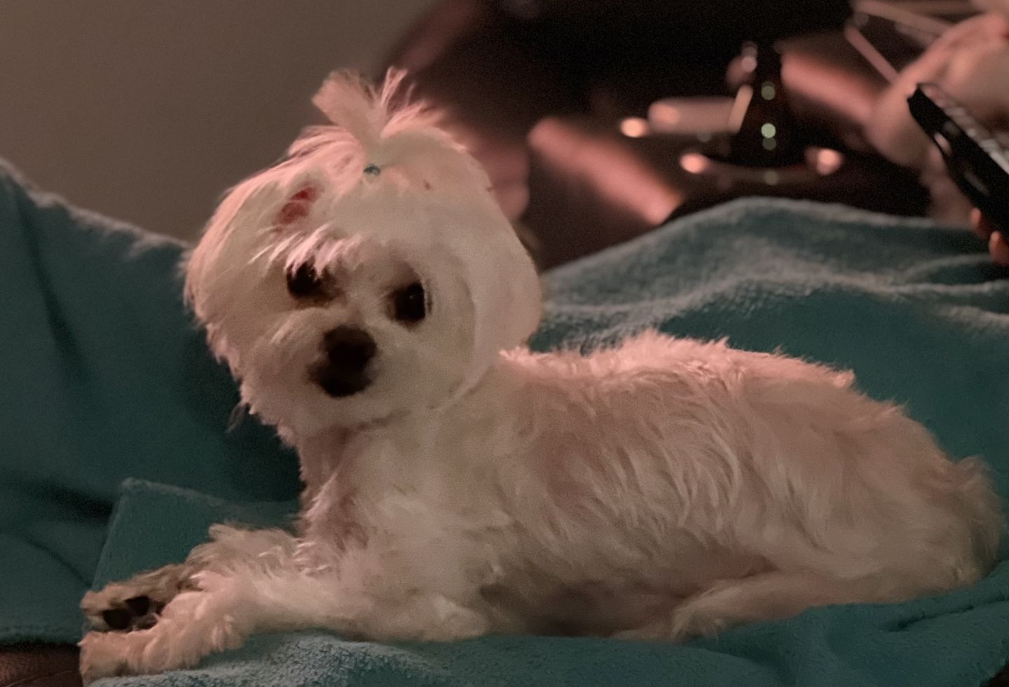 Customer photo review of Pet Pampering Spray