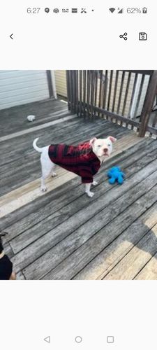 Customer photo review of Playa Poncho - Surprise Color