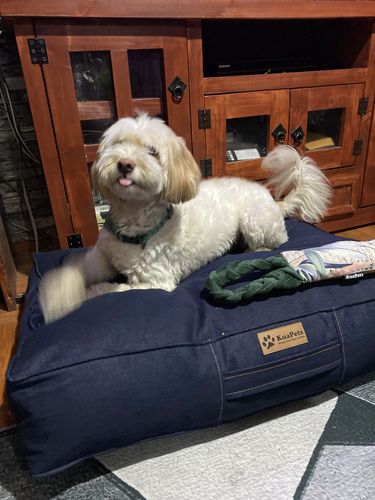 Customer photo review of Cama para mascota modelo origen Kuapets gris - azul petróleo