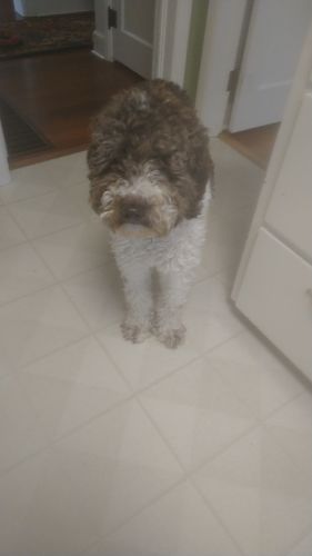 Customer photo review of Explorer